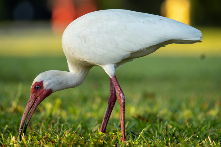 "White ibis bird representing mobile notary services in Palm Beach County"